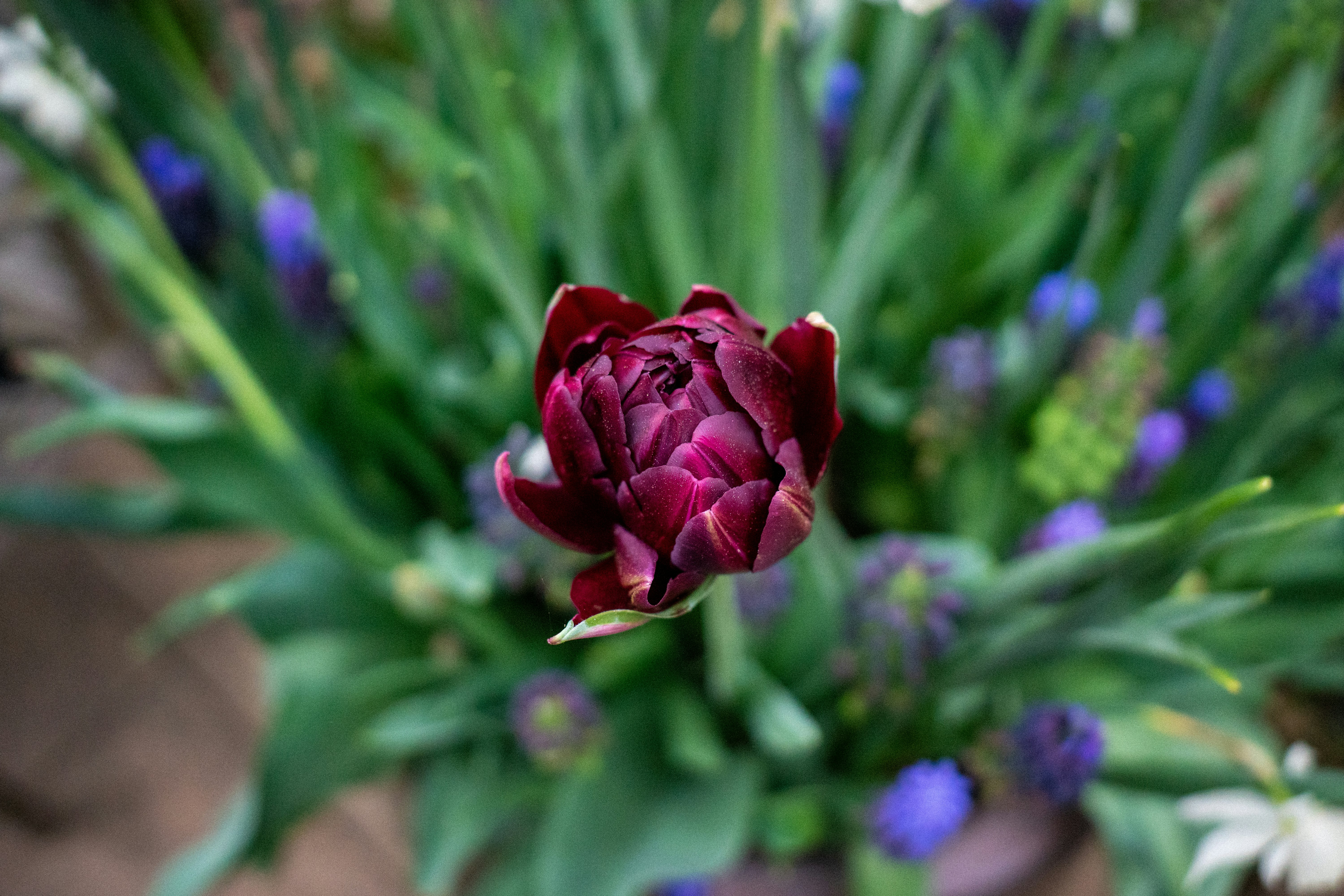 purple flower in tilt shift lens